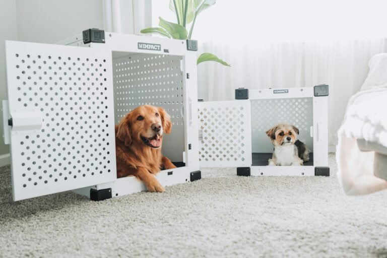 Golden Retriever and small dog resting in white dog crates in a cozy living room.