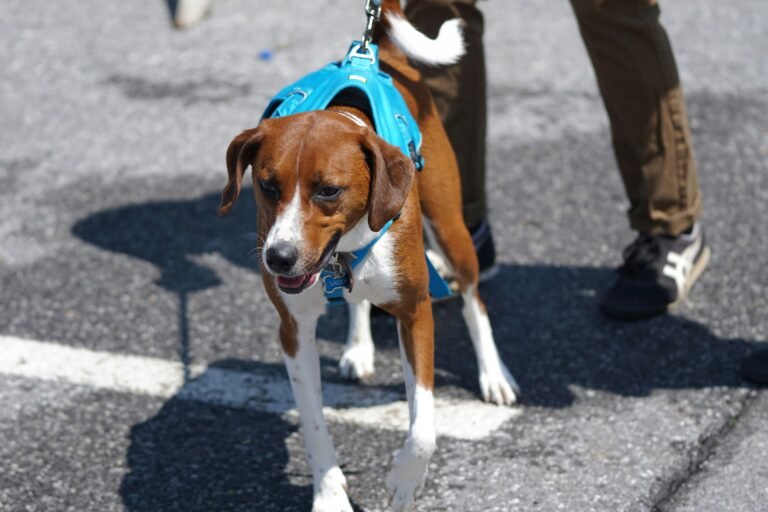Harness Leash